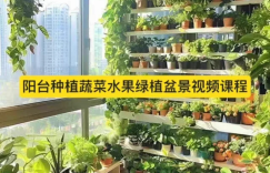 阳台种植课程｜蔬菜 水果 绿植盆栽教程